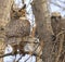 Great-horned Owl and his baby in the nest, Quebec