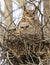 Great-horned Owl and his baby in the nest, Quebec