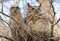 Great-horned Owl and his baby in the nest, Quebec