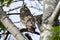 Great Horned Owl Holding Captured Rodent