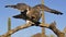 Great Horned Owl Landing