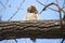 Great Horned Owl Nestling in a Tree