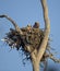 Great Horned Owl nestlings