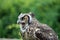 Great horned owl with open beak