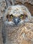 A Great Horned Owl Owlet Close up