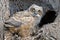 Great Horned Owl Owlet in Nest