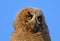 Great Horned Owl Owlet Portrait
