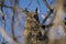Great Horned Owl Peeking through Brambles of an Old Tree