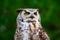 Great Horned Owl Portait