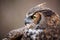 Great Horned Owl Portrait