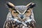 Great Horned Owl portrait