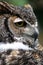 Great Horned Owl portrait