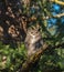 Great horned Owl resting on a tree branch