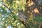 Great horned Owl resting on a tree branch