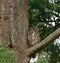 Great horned Owl resting on a tree branch