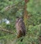 Great horned Owl resting on a tree branch