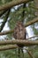 Great horned Owl resting on a tree branch