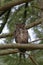 Great horned Owl resting on a tree branch