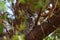 Great horned Owl resting on a tree branch