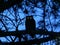 Great Horned Owl silhouette perched on Pine branches and eyes glowing.