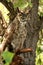 Great horned owl sitting on cottonwood tree branch