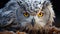 Great horned owl staring, close up, in snowy forest generated by AI