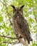 Great horned owl staring down from a perch