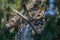 A Great Horned Owl Staring From Perch