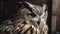 Great Horned Owl (Strix nebulosa). Portrait. Background with a copy space.