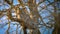 Great Horned Owl in a Tree