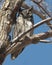 Great Horned Owl in a Tree