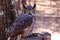 Great Horned Owl on a tree stump