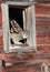 Great horned owl in window opening