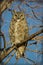 Great Horned owl1