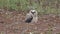 Great horned owlet on the ground