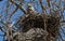 Great Horned Owlet in Nest