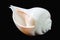 Great indian chank seashell on black background