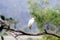 Great Indian Egret