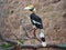 Great Indian Hornbill - Buceros bicornis