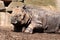 Great Indian Rhino