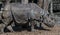 Great indian rhinoceros 21