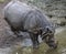 Great indian rhinoceros female 1