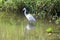 Great Indian Snowy Egret