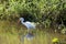 Great Indian Snowy Egret