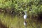 Great Indian Snowy Egret