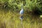 Great Indian Snowy Egret