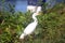 Great Indian Snowy Egret in Lake Field, India