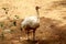 Great Indian White Ostriches