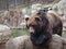 Great Kamchatka brown bear