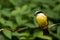 Great Kiskadee